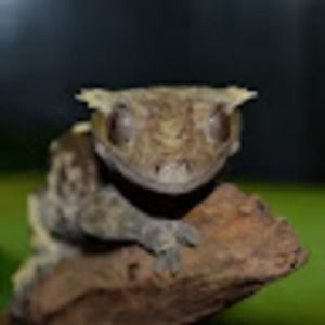 Meet your Posher, Brandy